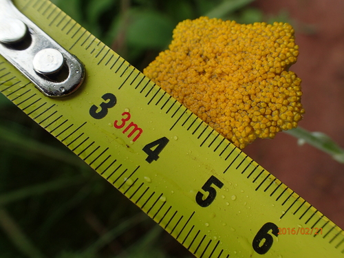 Image of Helichrysum umbraculigerum by no rights reserved
