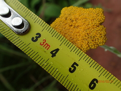 Helichrysum umbraculigerum