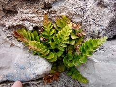 Asplenium marinum