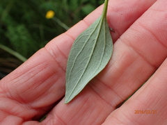 Helichrysum umbraculigerum