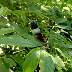 Psolodesmus mandarinus mandarinus