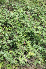 Passiflora × rosea