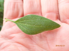 Helichrysum umbraculigerum