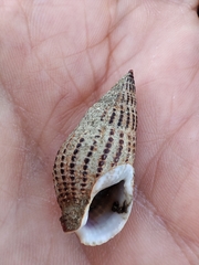 Tritia reticulata