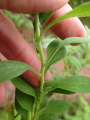 Helichrysum umbraculigerum