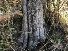 Planchonella cotinifolia