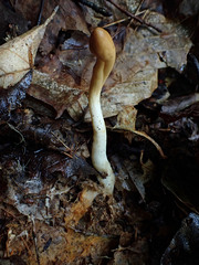 Trichoderma leucopus