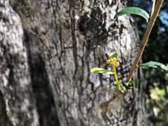 Planchonella cotinifolia