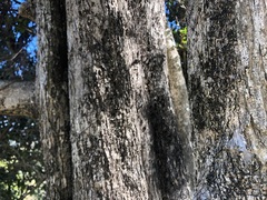 Planchonella cotinifolia