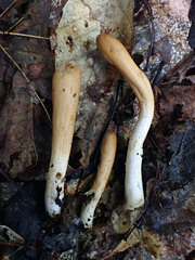 Trichoderma leucopus