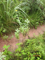 Helichrysum umbraculigerum