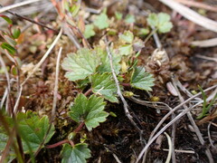 Geum calthifolium