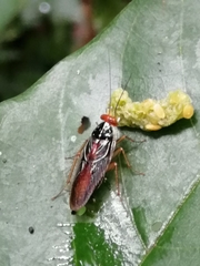 Euphyllodromia angustata