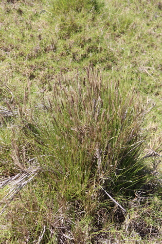 Cenchrus × peregrinus