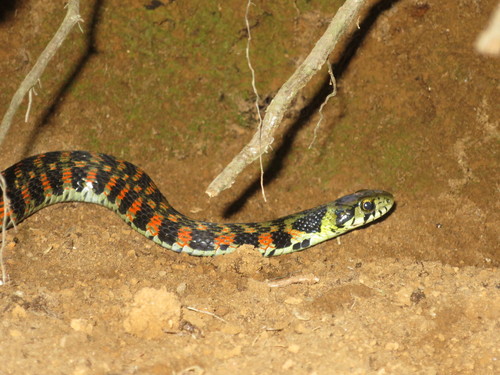 Photo of a Tiger Keelback (Rhabdophis tigrinus)
