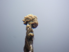 Acroscyphus sphaerophoroides