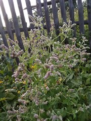 Mentha longifolia