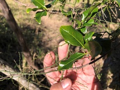 Casearia multinervosa