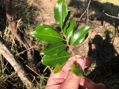 Casearia multinervosa