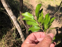 Casearia multinervosa