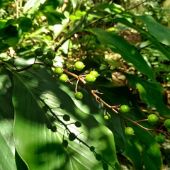 Alpinia intermedia