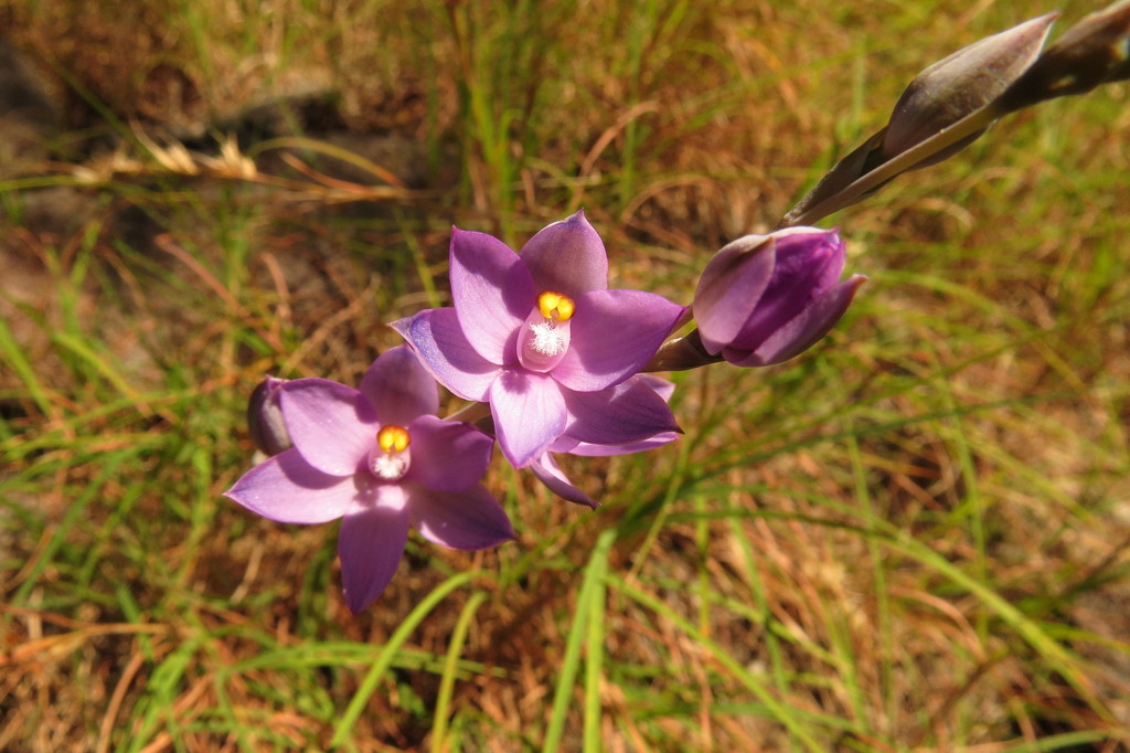 Thelymitra queenslandica