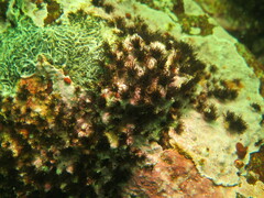 Dodecaceria fewkesi