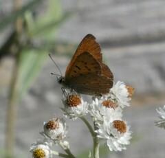 Tharsalea dorcas sangremar