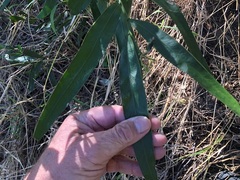 Acacia fasciculifera