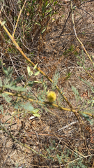 Astragalus douglasii
