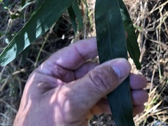 Acacia fasciculifera