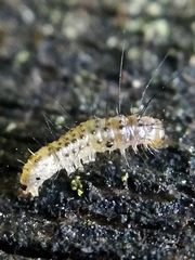 Bryophila domestica