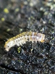 Bryophila domestica
