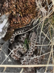 Vipera aspis zinnikeri