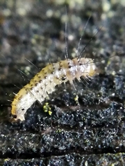 Bryophila domestica