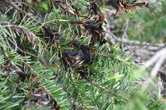 Melanommataceae