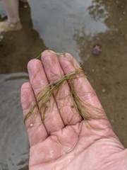 Potamogeton bicupulatus