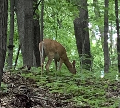 Odocoileus virginianus