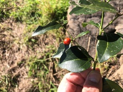 Strychnos psilosperma