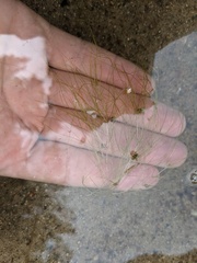 Potamogeton bicupulatus