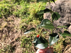 Strychnos psilosperma