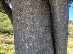 Strychnos psilosperma