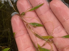 Potamogeton bicupulatus
