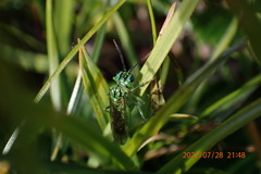 Tenthredo olivacea