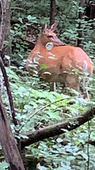 Odocoileus virginianus