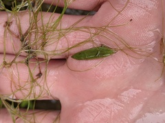 Potamogeton bicupulatus