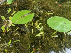 Potamogeton bicupulatus