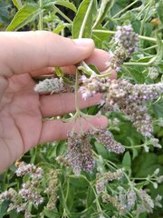 Mentha longifolia