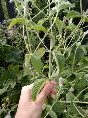 Mentha longifolia