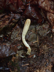 Trichoderma leucopus